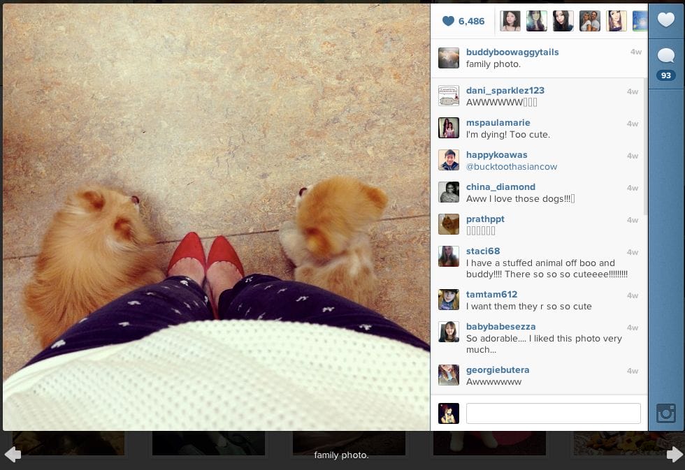 boo-the-dog-on-instagram